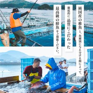 ふるさと納税 シマアジ 約1.5kg 1尾 しまあじ 縞鯵 高級魚 鮮魚 産地直送 冷蔵 養殖 国産 数量限定 徳島県海陽町