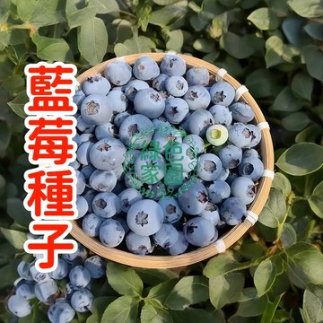台灣熱銷💥【藍莓種子】爆甜藍莓種子 營養豐富 四季可種  四季結果  家庭盆栽易種  免搭棚  室內外皆宜  新手友善