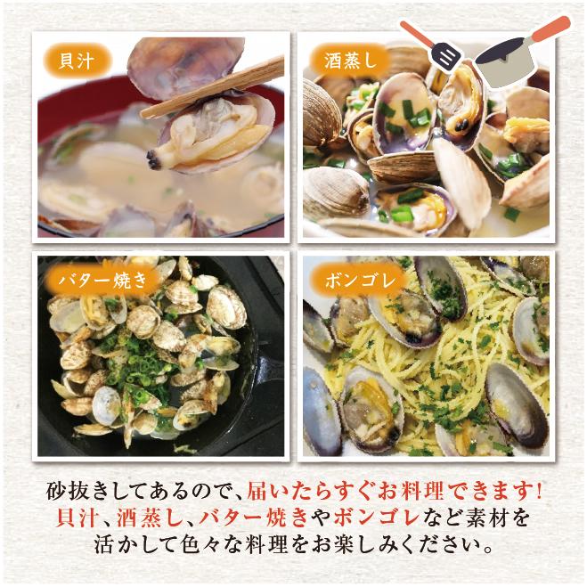 活あさり貝 中国産　500ｇ　約40粒〜60粒 [あさり貝]