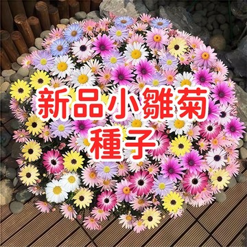 新品小雛菊種子 瑪格麗特 法蘭西菊 延命菊 春菊 四季開花 易種好養 陽台盆栽 庭院造景 花壇植物 蜜源花卉 切花材料