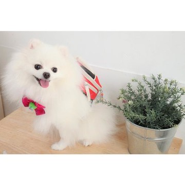 寵物狗戶外大型犬箱包