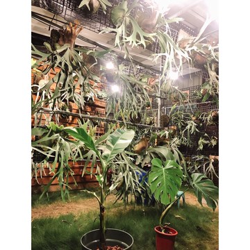 專屬賣場  勿下單 1元下一件 免運費