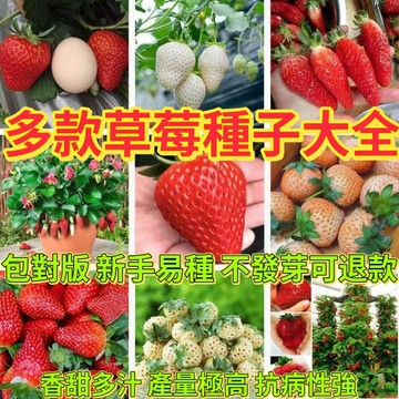 綠色家園|🔥草莓種子🍓奶油草莓 黃心草莓 紅顏草莓 爬藤草莓 水果種子 四季開花結 陽台庭院可種植 種不活可退款