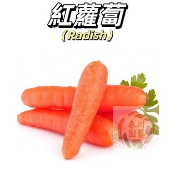 台灣現貨（紅蘿蔔種子）日本進口.甜度高.適生鮮用.不宜長時冷藏，沙地水果蘿蔔紅蘿蔔生吃脆甜當季蔬菜農家自留種#果菜類蔬菜