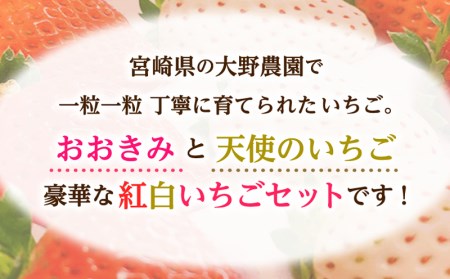 宮崎県産 イチゴ 幸せの紅白いちごセット おおきみ天使のいちご 1パック(約360g以上:12粒～15粒程度)いちご 苺 果物 期間・数量限定