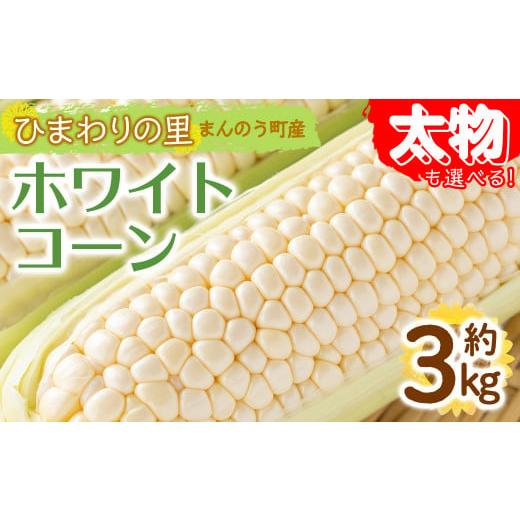 ふるさと納税 香川県 まんのう町 ＜先行予約！2024年6月上旬以降順次発送予定＞＜太物も選べる＞ホワイトコーン(約3kg／太物 2Lサイズ以上) man111【Aglio ner…