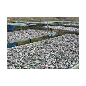 氷下魚(コマイ)天日干 1Kg (L 20尾前後）北海道根室産こまい一夜干