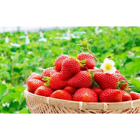 ふるさと納税  ゆうべに いちご 250g × 10パック 合計 2.5kg 苺 イチゴ フルーツ 果物 くだもの 熊本県