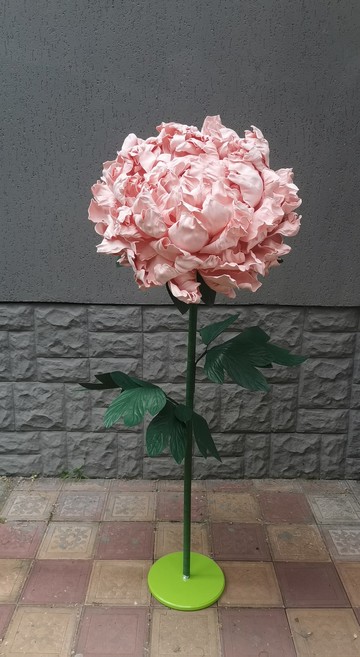 巨型牡丹。自立花。婚禮粉紅色的花。莖上的大花