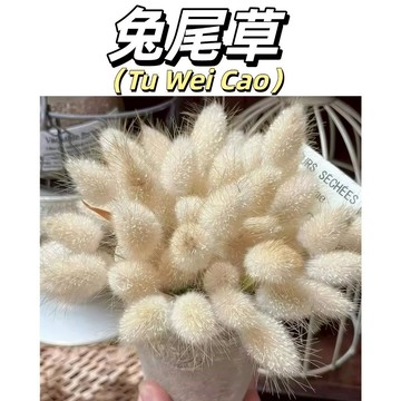 嘉儀現貨（新品兔尾草種子）進口觀賞草兔尾草種子狐尾三葉草種子天然干花配材狗尾巴草花種耐熱耐寒室內室外陽台庭院盆栽宿舍種植