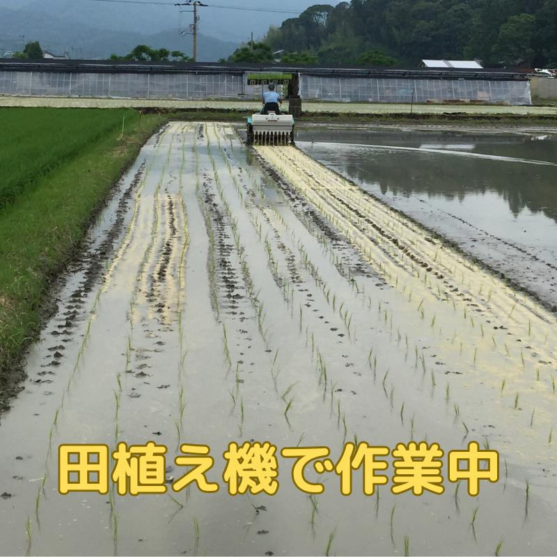 米10Kg 送料無料 特別栽培米 徳島県産 あわみのり 精米 令和5年産 新米