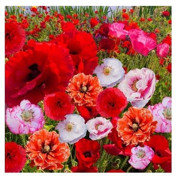 🌸現貨｜混色冰島虞美人種子，花瓣輕薄飄逸，花海造景，陽台盆栽庭院花壇，開花爆盆觀賞草花種籽