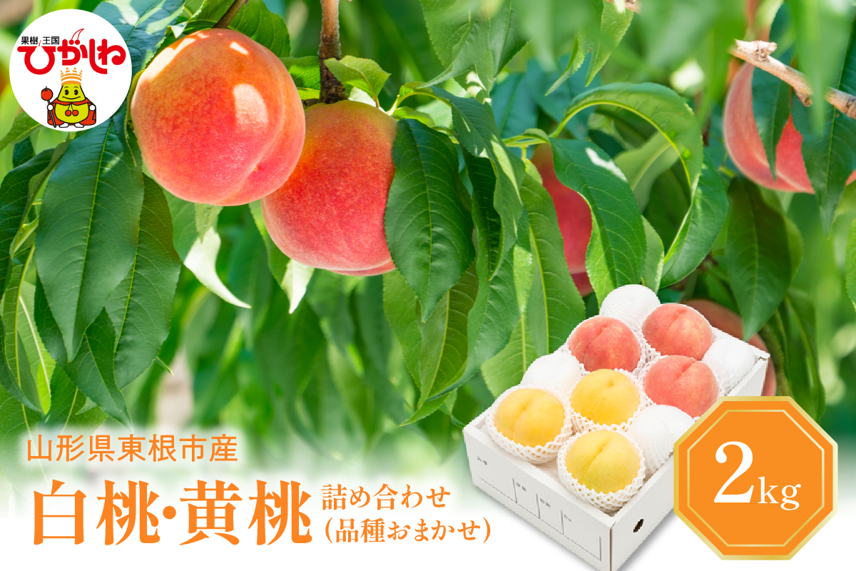 白桃＆黄桃 詰め合わせ (品種おまかせ) 2kg (5～9玉) 東根農産センター提供 hi027-092