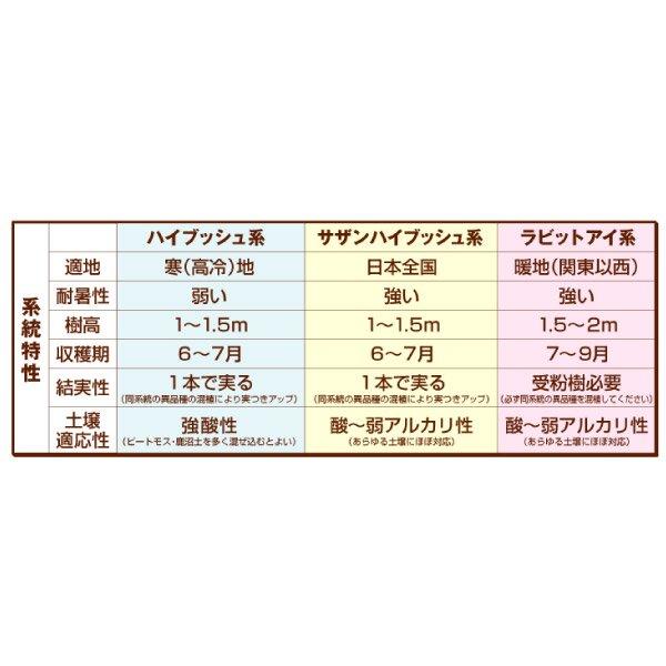 ブルーベリー 苗木 苗 ハーバード 挿木3年生苗 1株 ハイブッシュ系   ブルーベリーの木 果樹苗 国華園