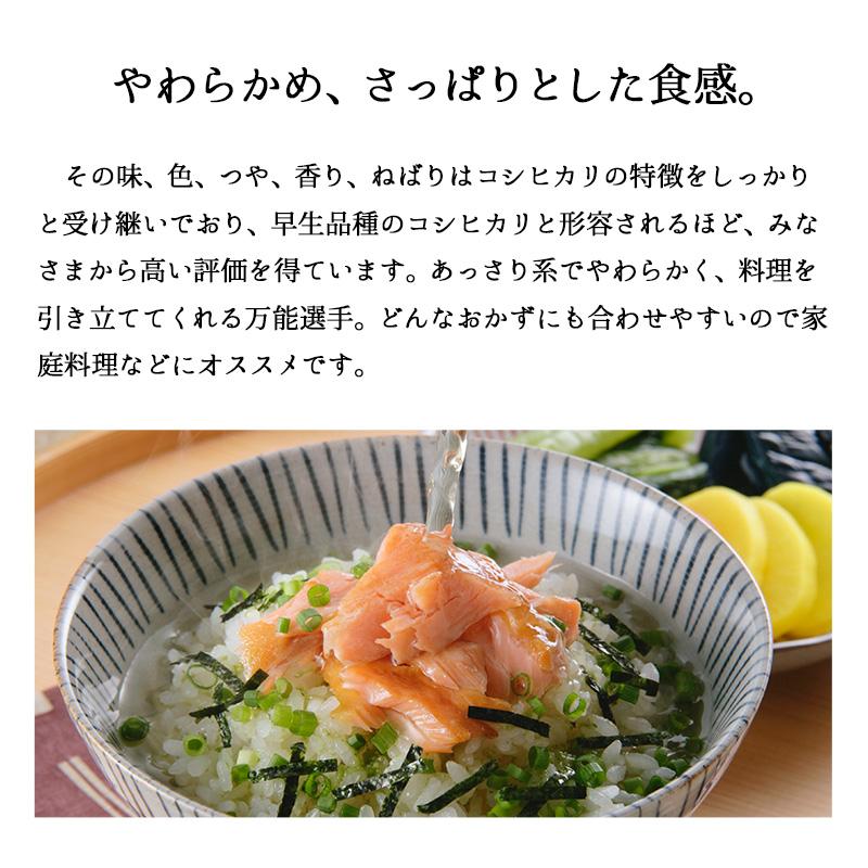 新米 5kg 新潟産こしいぶき お米 5キロ 令和5年産 精米 白米