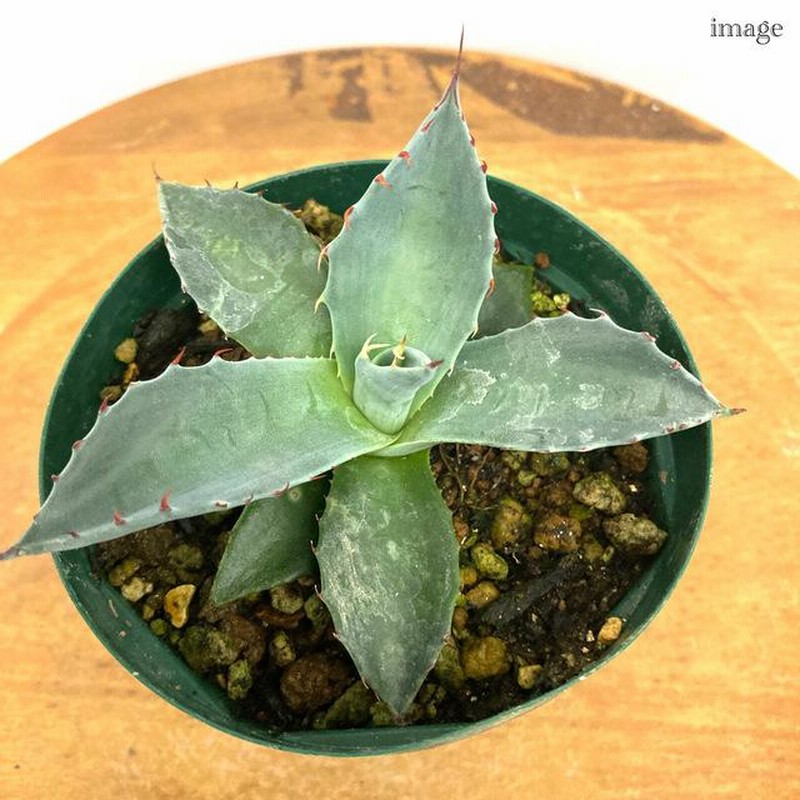 アガベ パラサナ 3寸 実生苗 (観葉植物 おしゃれ インテリア 吊り下げ 壁掛け ミニ 小型 大型 多肉植物 Agave parrasana seedling) 通販 LINEポイント最大0.5%GET LINEショッピング アガベ パラサナ 実生