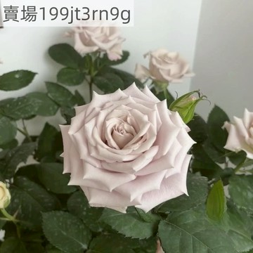 現貨🌹曼塔玫瑰種子（250粒）2025新種 包對版 四季種植 多年生可做切花 四季懶人室內外庭院盆栽花卉種子 耐寒易活