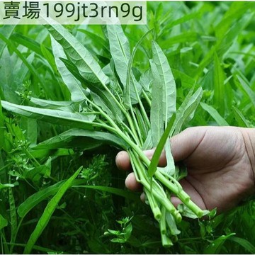 現貨🥬【空心菜種子】🥬（250粒）20天采收 通菜蓊、蓊菜、藤藤菜、通菜種子 盆栽田園農家蔬菜種子 四季種植 高產蔬菜籽