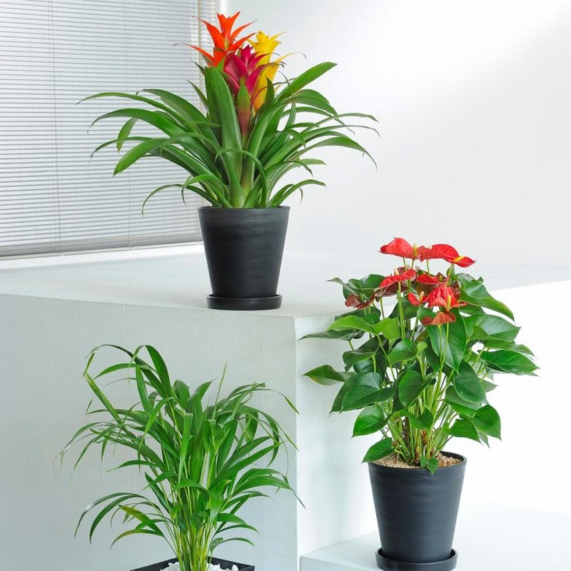 緑色植物絵柄の皿2枚セット 楽天市場】ボタニカル柄（カラーグリーン）（皿・プレート｜食器