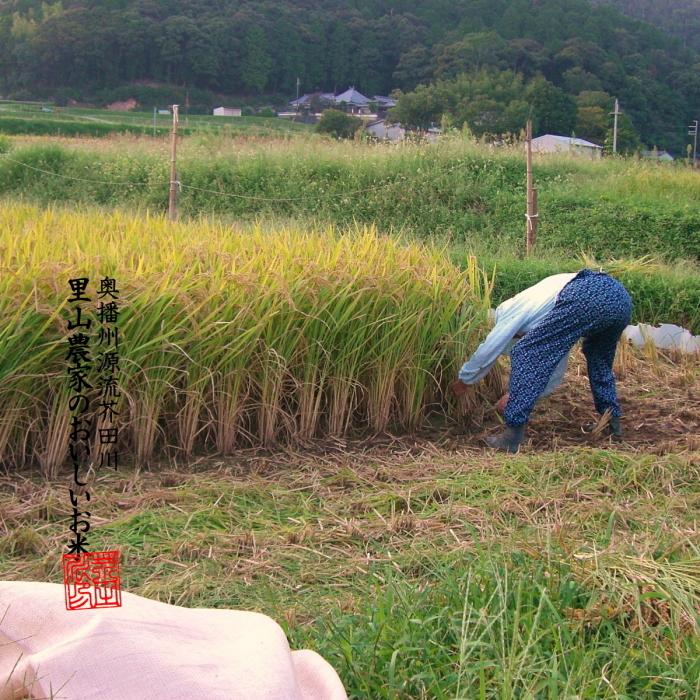 新米 お米 10kg×3 30kg 送料無料 選べるオーダー精米 令和5年産 清流きぬひかり芥田川 農家直送 農家の低温精米 3分づき 5分づき 7分づき 白米 無洗米 贈答