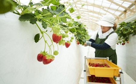 （先行予約）四季成りいちご400g