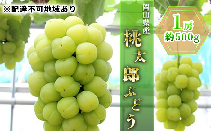 ぶどう 2024年 先行予約 桃太郎 ぶどう 1房 約500g ブドウ 葡萄  岡山県産 国産 フルーツ 果物 ギフト