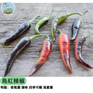 🌶️【超辣新品】烏紅辣椒種子 黑紅配色稀有品種 辛辣爆表 觀賞食用兩用 盆栽地植皆可 自家採收 無農藥 料理必備
