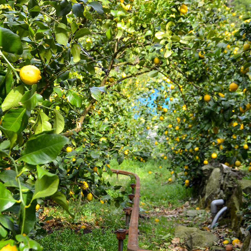 EA6012n_和歌山県産 完熟 レモン 7kg 皮までご使用いただける低農薬栽培!