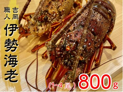 伊勢海老 800g 以上 1尾から4尾 活き伊勢海老 イセエビ えび 高知県 須崎市 伊勢海老 刺身伊勢 海老蒸し 伊勢海老 海鮮丼 伊勢えび おさしみ 伊勢えび カルパッチョ 伊勢えび 粉チーズ 伊勢えび バジル 伊勢海老 フレンチ 伊勢エビ イタリアン 伊勢エビ お正月 伊勢エビ おせち 伊勢エビ 贅沢 伊勢えび ぷりぷり 伊勢えび 丸ごと 伊勢えび 食べたい  伊勢海老 懐石