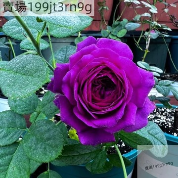 現貨🌹【暮色區域月季種子】🌹（250粒）四季種植 多年生玫瑰種子  多頭豐花濃香飽滿 庭院陽台室內外盆栽花卉 綠植切花種