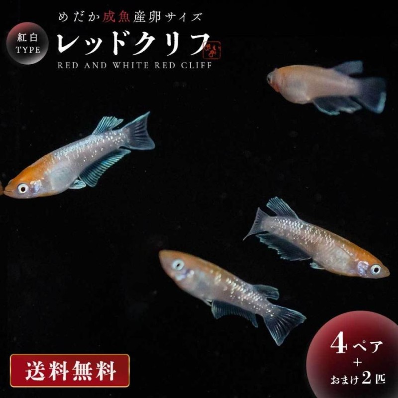 メダカ レッドクリフ 紅白 成魚 産卵サイズ 4ペア+保証2匹 泳ぐ宝石 超極上 交配 固定率 水槽 お手入れ 厳選種 アクアリウム 隔離 安心 安全  飼育 自由研究 | LINEブランドカタログ