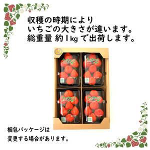 ふるさと納税 いちご さぬきひめ 約 1kg 250g 4パック 完熟 朝採れ 香川県さぬき市