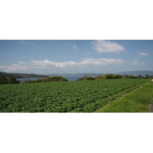 ふるさと納税 鹿児島県 長島町 長島町特産早春赤土バレイショ(10kg)ja-4081