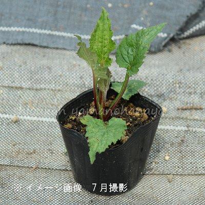 ヤマホタルブクロ 9cmポット苗 山野草 耐寒性多年草 蛍 岩手県自生種 3葉が展開中