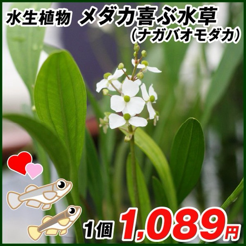 水生植物 メダカ喜ぶ水草 1個 ナガバオモダカ ジャイアントサジタリア 通販 Lineポイント最大0 5 Get Lineショッピング