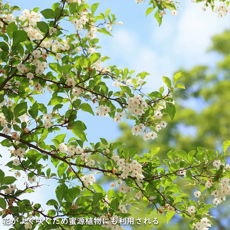 現エゴノキ 株立ち 樹高2.0m(根鉢含まず)72庭木/苗木/植木 楽天