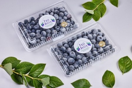 Fuji Berry 急速冷凍ブルーベリー1kg