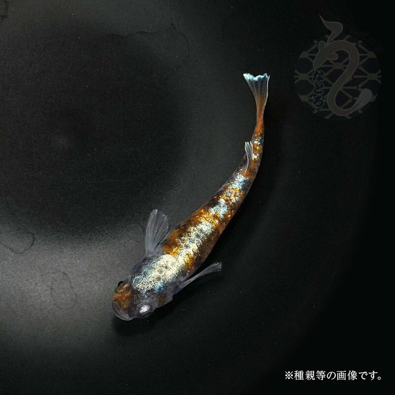 菊間めだか] 朱光菊美人 1トリオ - 魚類、水生生物