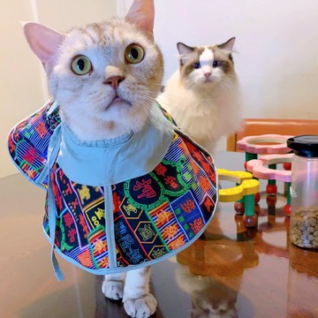 貓咪專用頭套 防抓防舔 伊莉莎白項圈