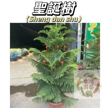 【台灣現貨】南洋杉種子 聖誕樹種子 室內陽台盆栽庭院可種 聖誕樹盆景花卉綠植四季常青 新手易種小朋友最愛#林木花卉種子
