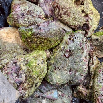 P老闆水族~海水 新鮮活石 造景活石 開缸 濾材活石 底缸 過濾 多孔隙 柏林系統 造景 海水缸 珊瑚缸 珊瑚石