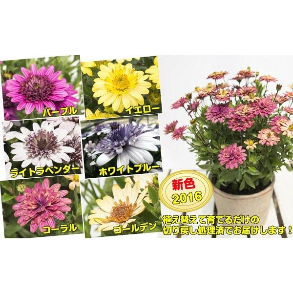オステオスペルマム 苗 春の花 八重咲き ダブル咲で豪華 花色も特徴 ダブルファンシリーズ １株9cmポット 通販 Lineポイント最大0 5 Get Lineショッピング