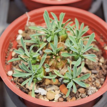 【荳荳多肉】【峨嵋山】喬遷│送禮│升遷│多肉植物