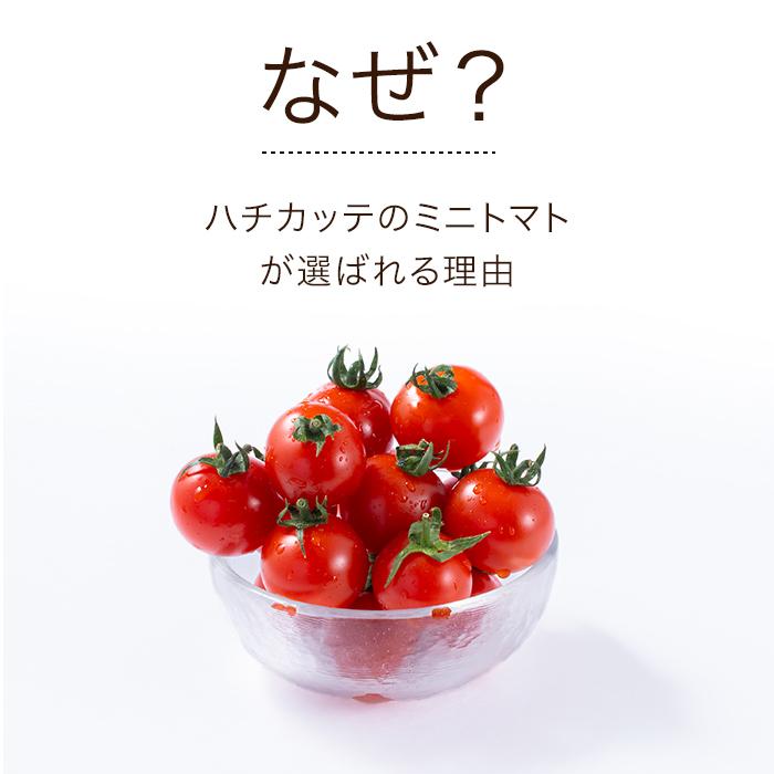 ミニトマト お取り寄せ ギフト 完熟 八ヶ岳 1.2kg 原村 きよみず農園 送料込