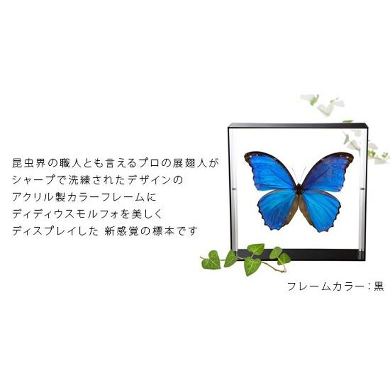 蝶の標本 ディディウスモルフォ Morpho didius モルフォチョウ