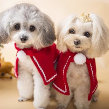 寵物貓咪狗狗春節紅衣服披風新年斗篷圣誕帽子披肩鹿角帽頭飾頭箍