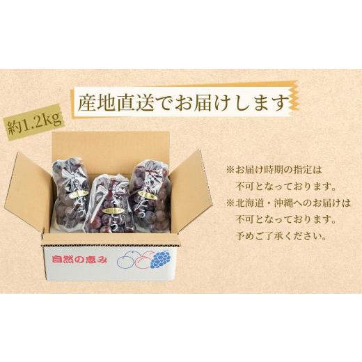 ふるさと納税 和歌山県 有田川町 ぶどうの王様 農家直送 朝採り濃厚巨峰　約1.2ｋｇ