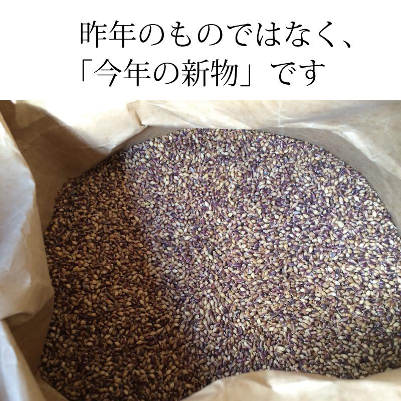 もち麦  お徳用 2kg 業務用 国産 農薬不使用 栄養価最高峰の殻付き紫もち麦品種