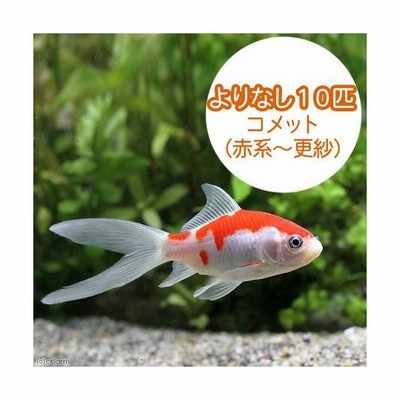 国産金魚 よりなし 無選別 コメット 赤系 更紗 １０匹 通販 Lineポイント最大0 5 Get Lineショッピング