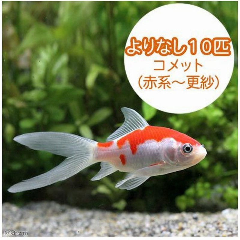 国産金魚 よりなし 無選別 コメット 赤系 更紗 １０匹 通販 Lineポイント最大0 5 Get Lineショッピング